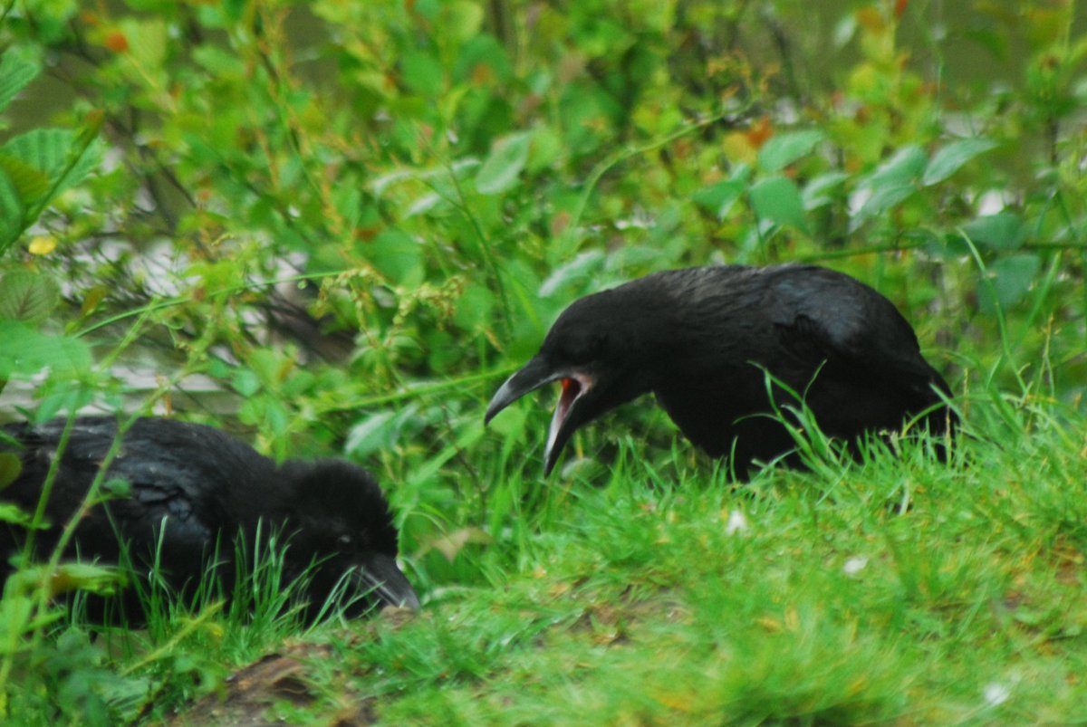 "Mansplaining crows"